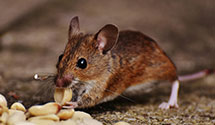 24 Hour & Emergency Exterminators in Co Lottery, CO